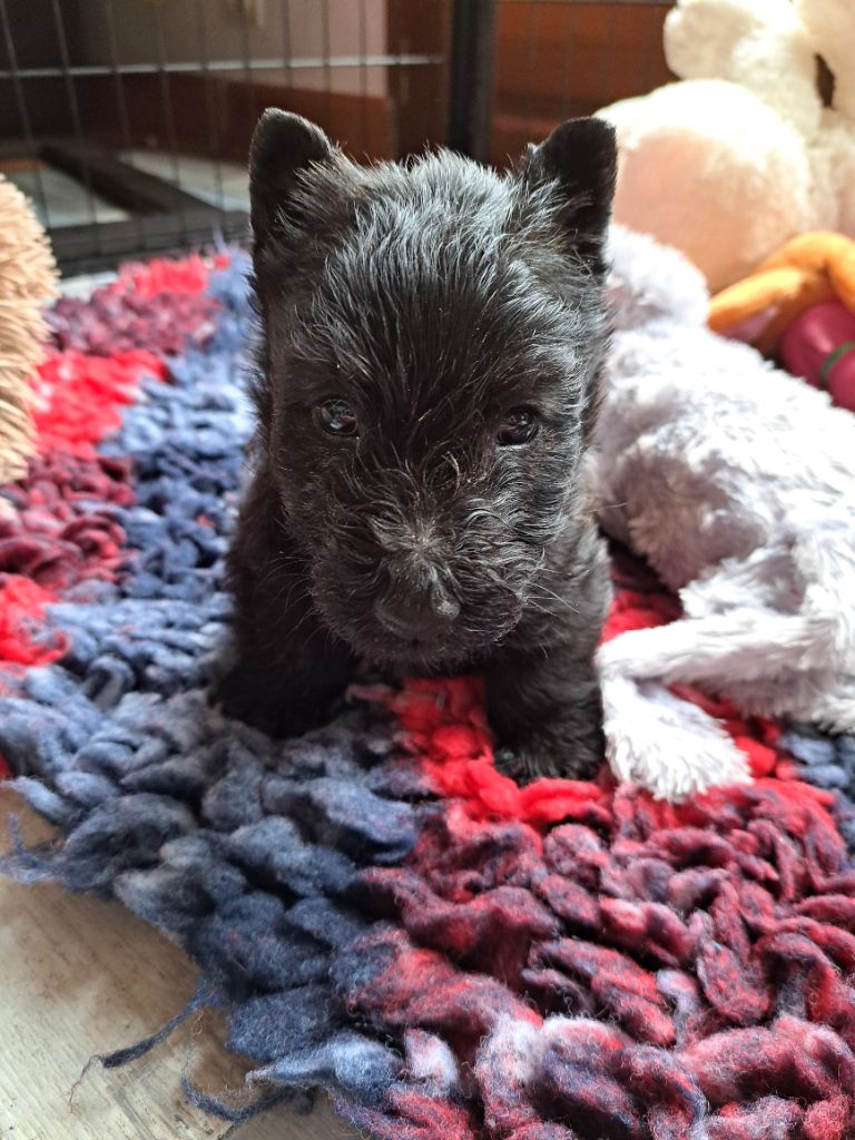 Of Loch Ness Legend - Chiots disponibles - Scottish Terrier